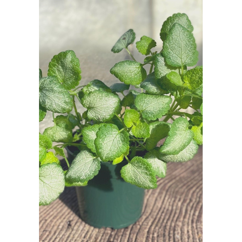 Lamium - Same Day Delivery