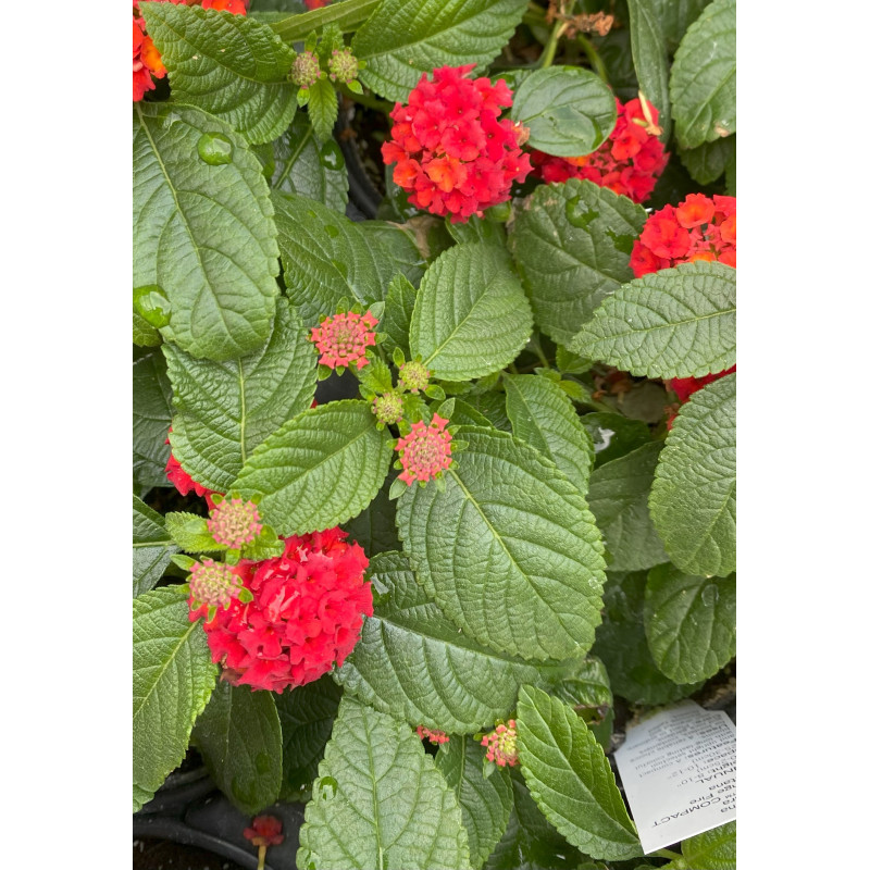 Lantana Gem Comp Orange Fire - Same Day Delivery