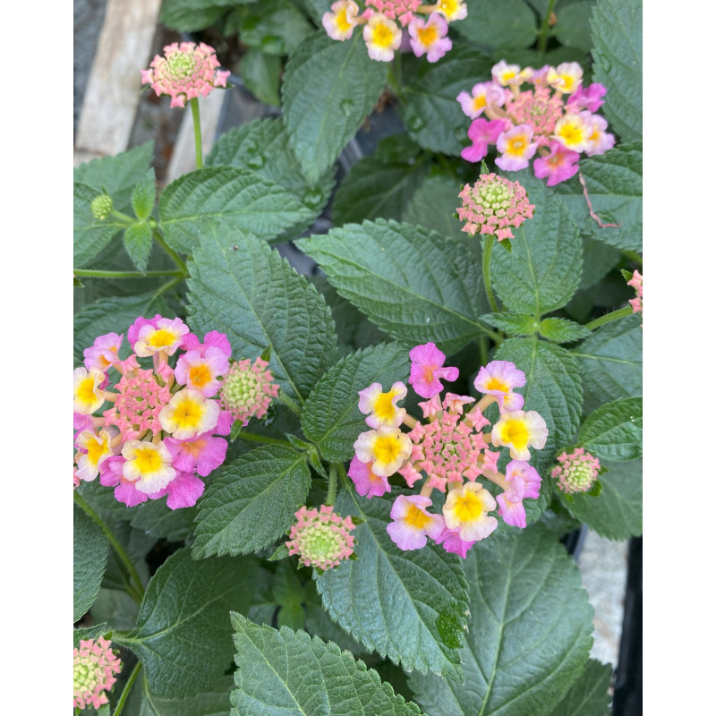 Lantana Heartland Blue Moon - Same Day Delivery