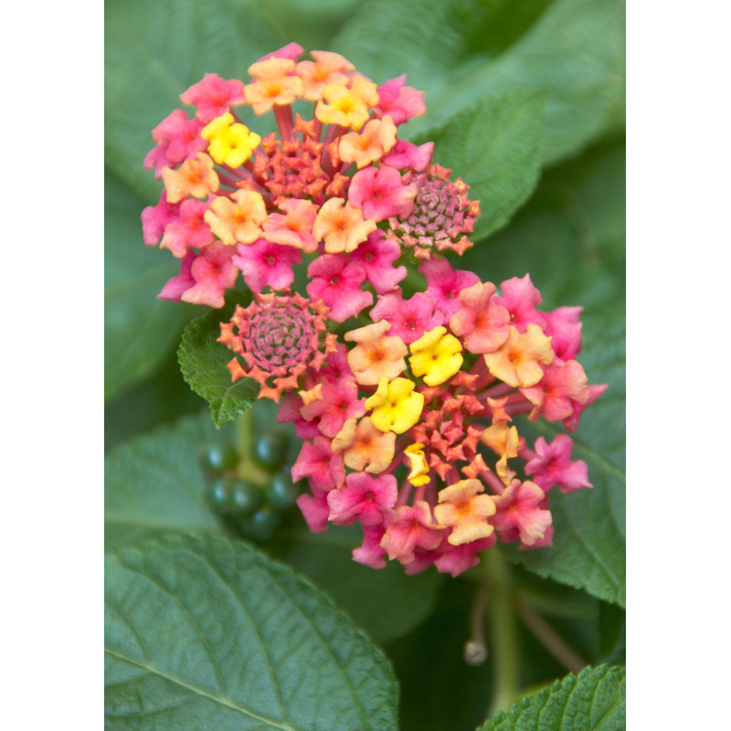 Lantana Ms Huff - Same Day Delivery