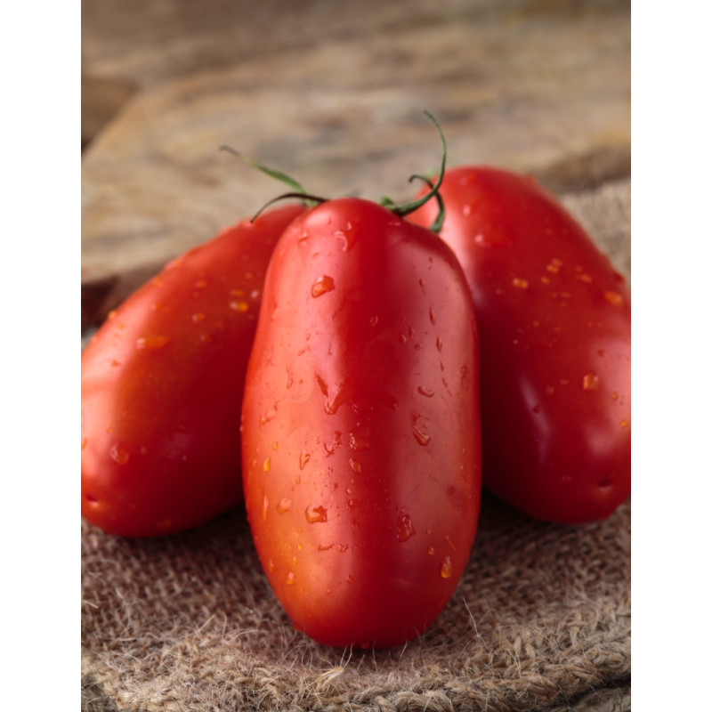 Roma Tomato Plant - Same Day Delivery