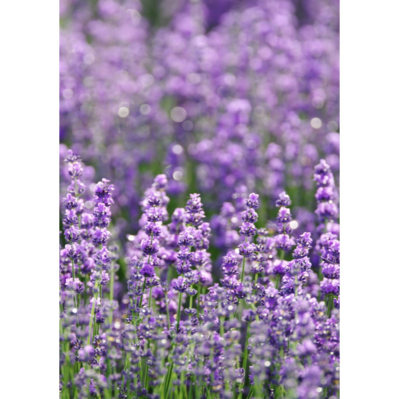 Lavender Herb Munstead - Same Day Delivery