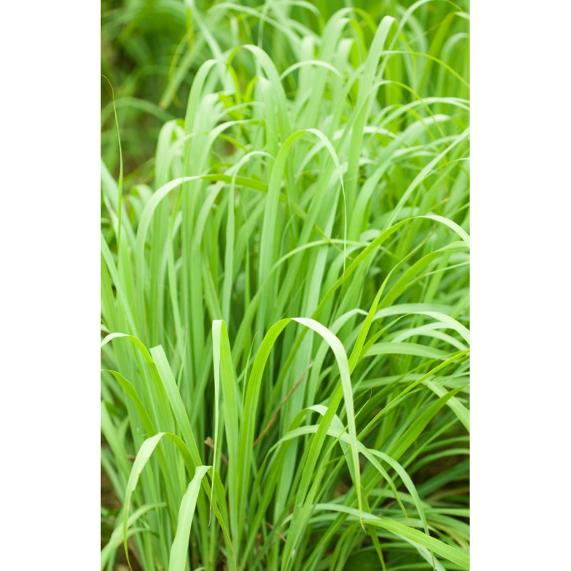 Lemongrass - Same Day Delivery