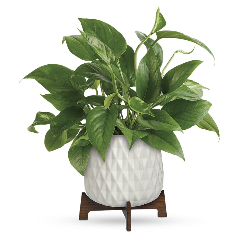 Modern Pothos Planter  - Same Day Delivery