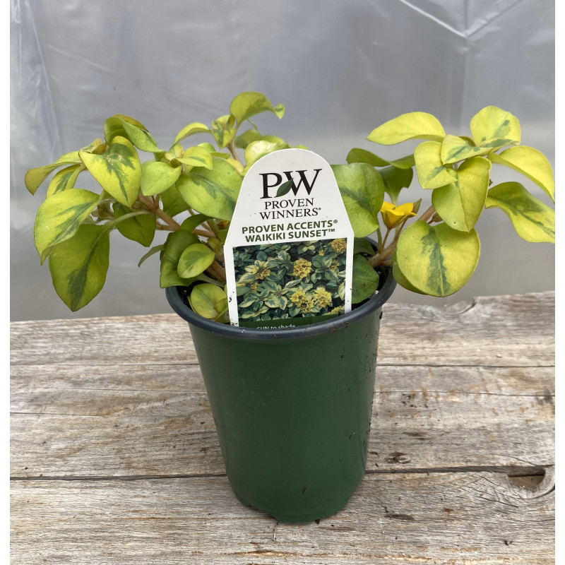 Lysimachia Waikiki Sunset - Same Day Delivery