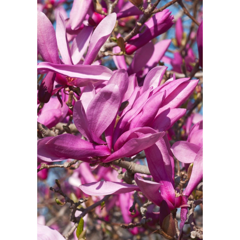 Magnolia Ann - Same Day Delivery