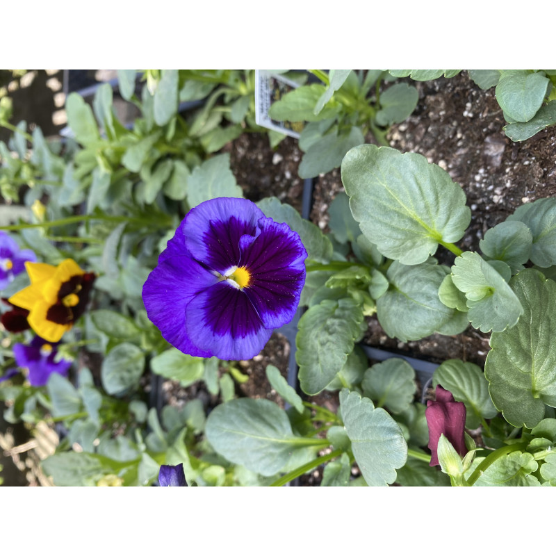 Pansy Majestic Giant Mix - Same Day Delivery
