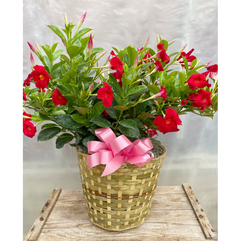 Mandevilla Blooming Planter - Same Day Delivery
