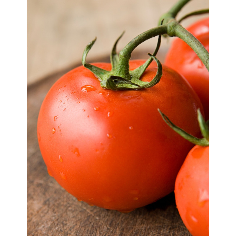 Marglobe Tomato Plants - Same Day Delivery