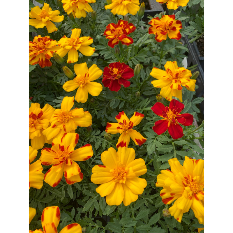 Marigold Durango Bolero - Same Day Delivery