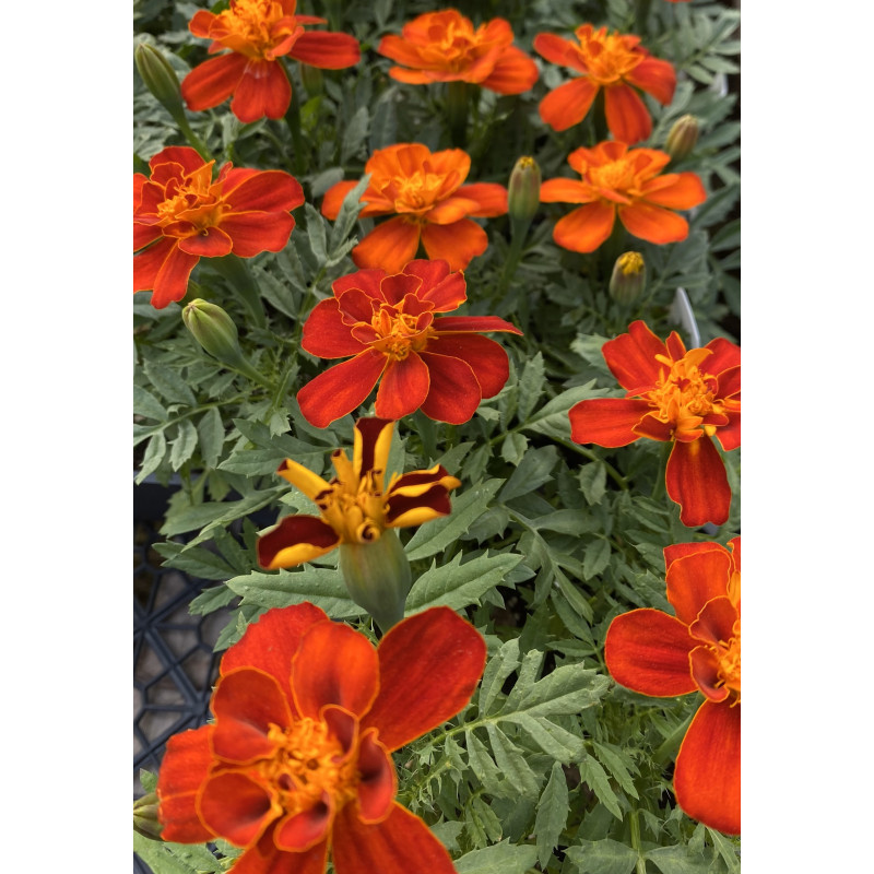 Marigold Durango Red - Same Day Delivery