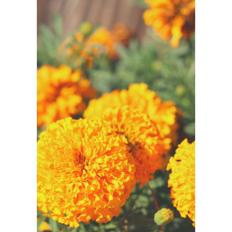 Marigold Taishan Orange - Same Day Delivery