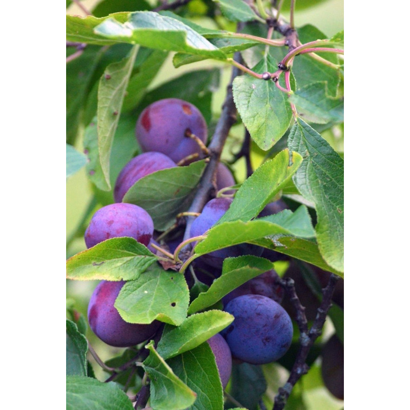Plum Methley Tree - Same Day Delivery