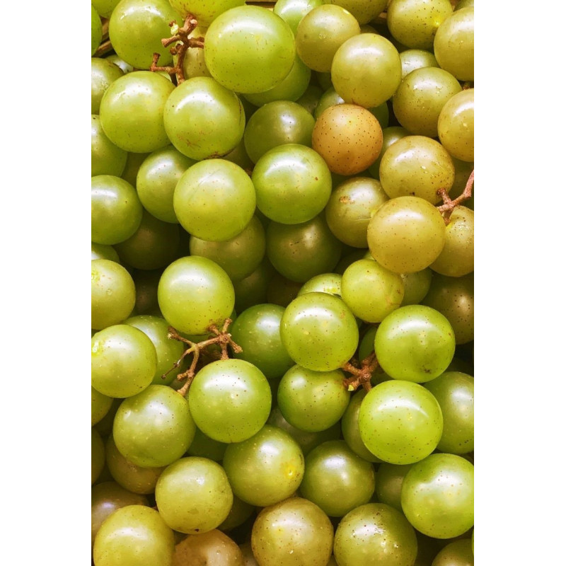 Muscadine Carlos - Same Day Delivery