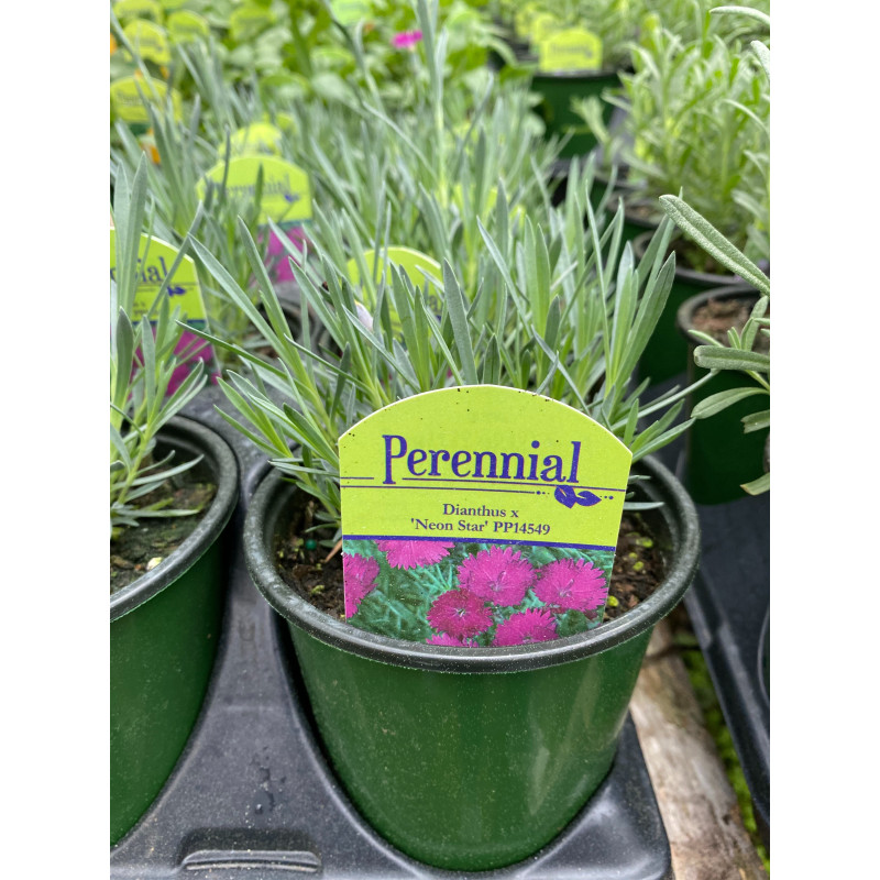 Dianthus Neon Star - Same Day Delivery