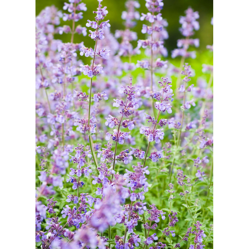 Nepeta Walkers Low Catmint - Same Day Delivery