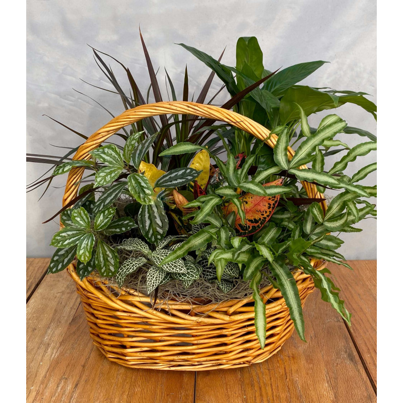 Tropical Plant Basket - Same Day Delivery