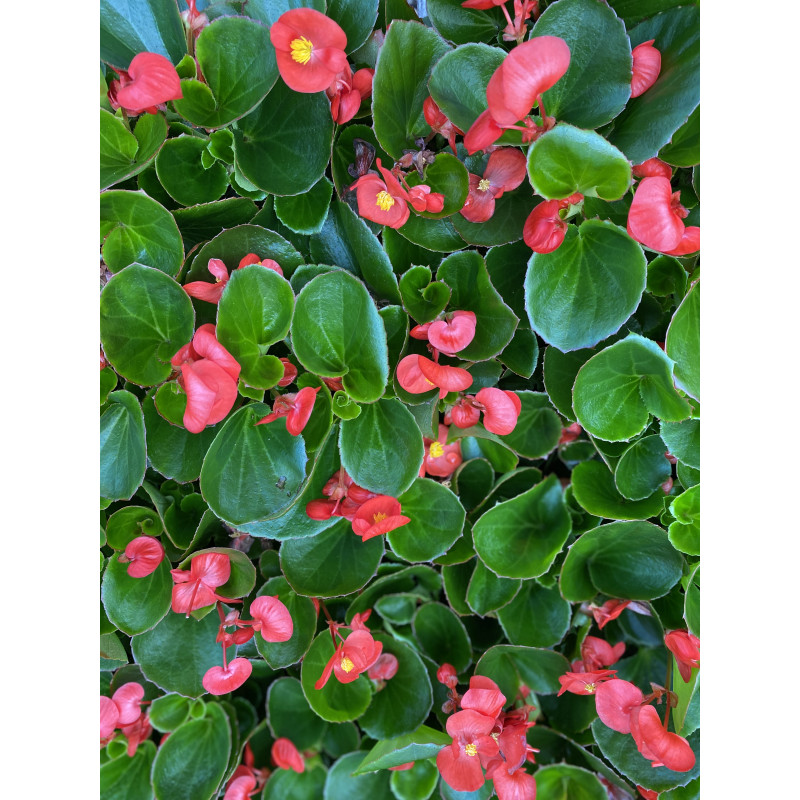 Begonia Bada Bing Scarlet - Same Day Delivery