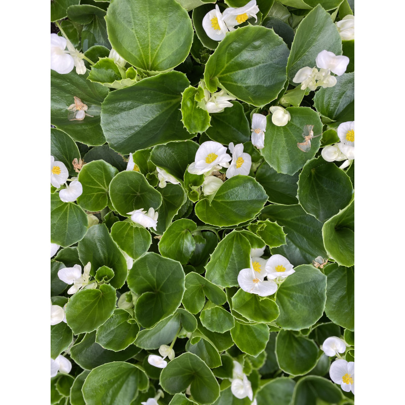 Begonia Bada Bing White - Same Day Delivery