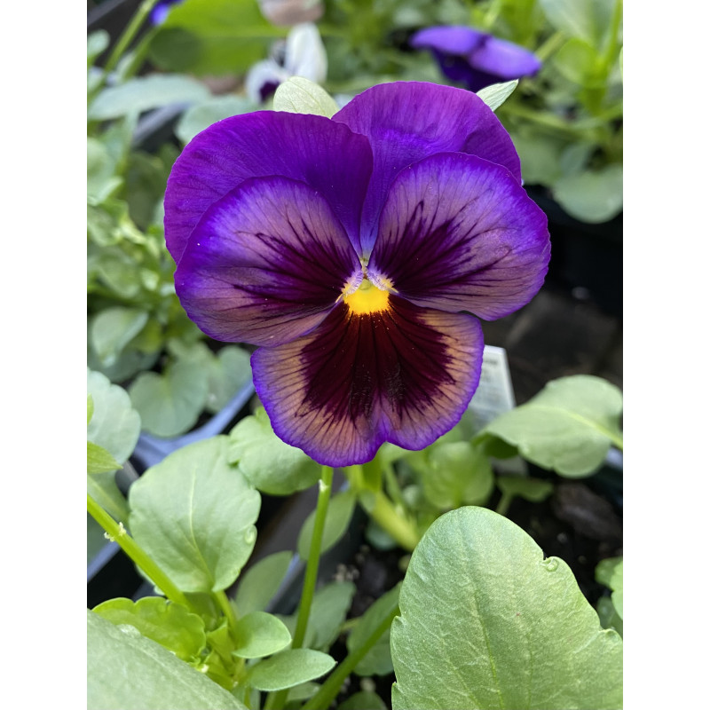 Pansy Midnight Glow  - Same Day Delivery