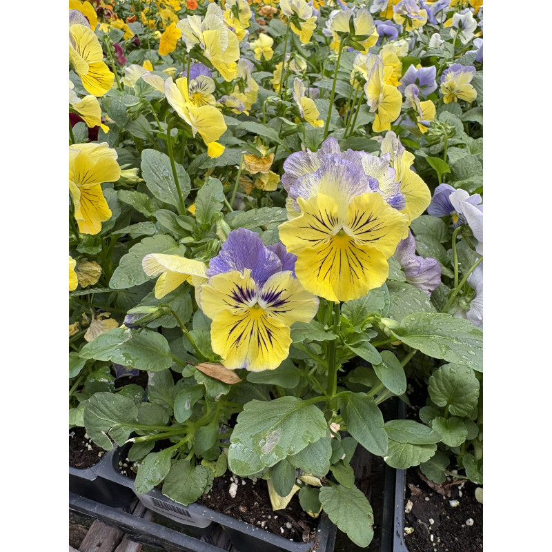 Pansy Matrix Morpheus - Same Day Delivery