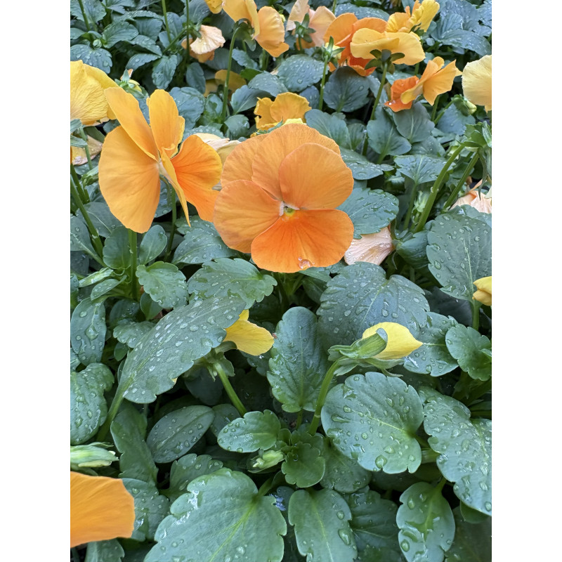 Pansy Matrix Orange - Same Day Delivery