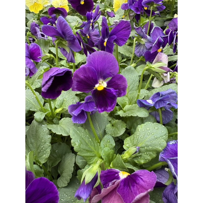 Pansy Matrix Purple - Same Day Delivery