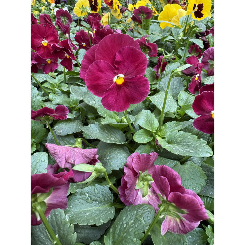 Pansy Matrix Rose  - Same Day Delivery