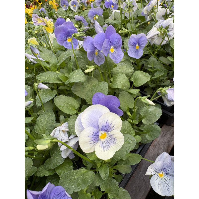 Pansy Matrix True Blue - Same Day Delivery