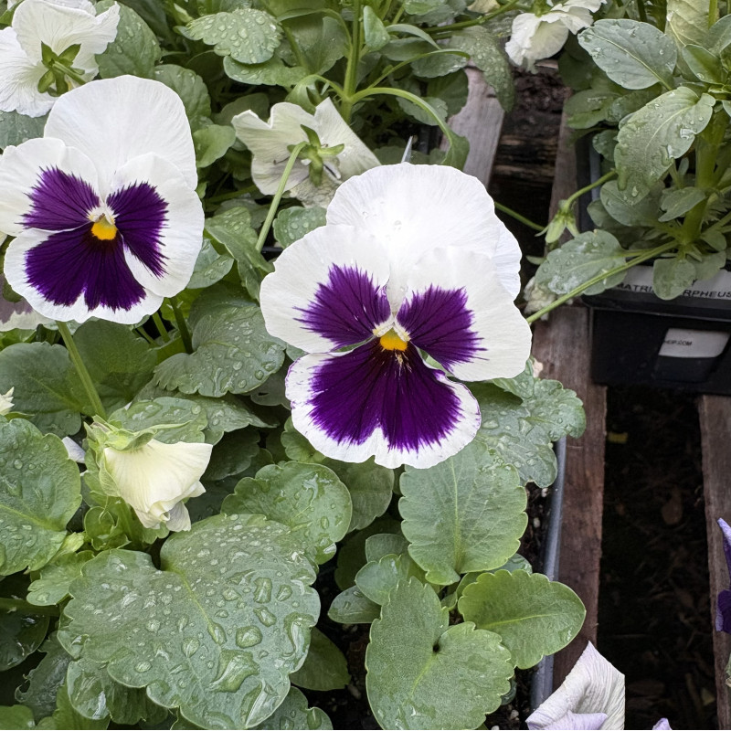Pansy Matrix White Blotch - Same Day Delivery
