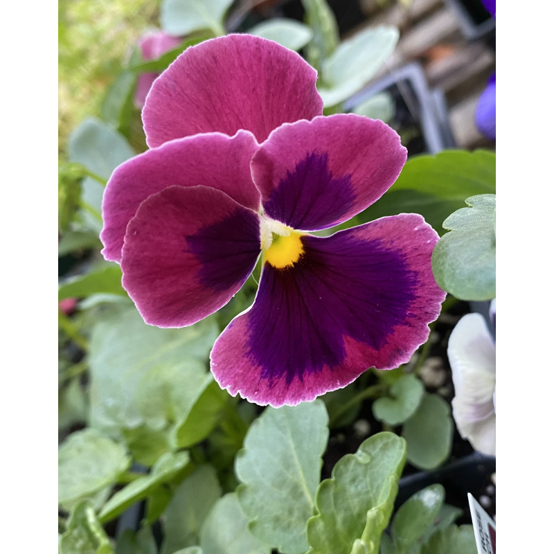 Pansy Rose Blotch - Same Day Delivery