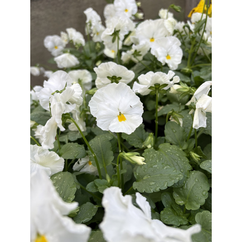 Pansy Matrix White  - Same Day Delivery