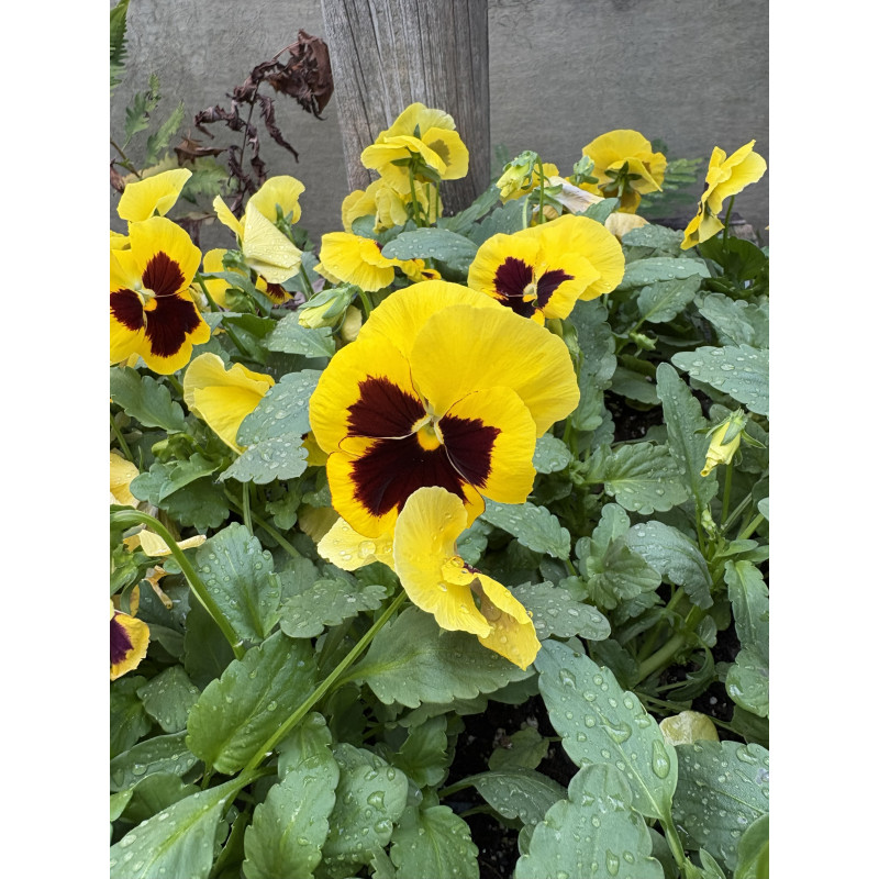 Pansy Yellow Blotch - Same Day Delivery