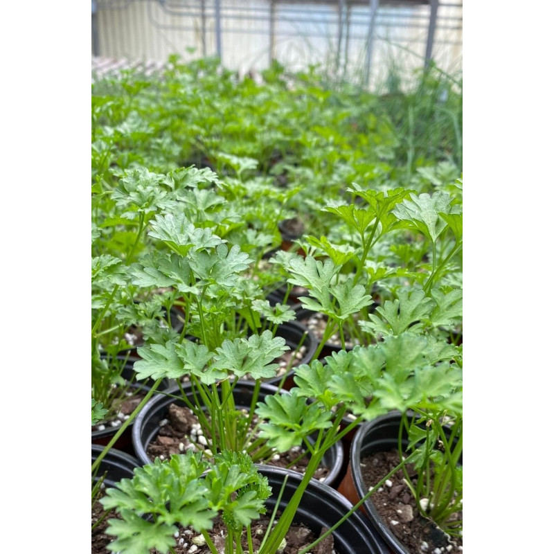 Parsley Curly Plant - Same Day Delivery