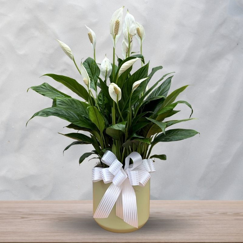 Peace Planter - Same Day Delivery
