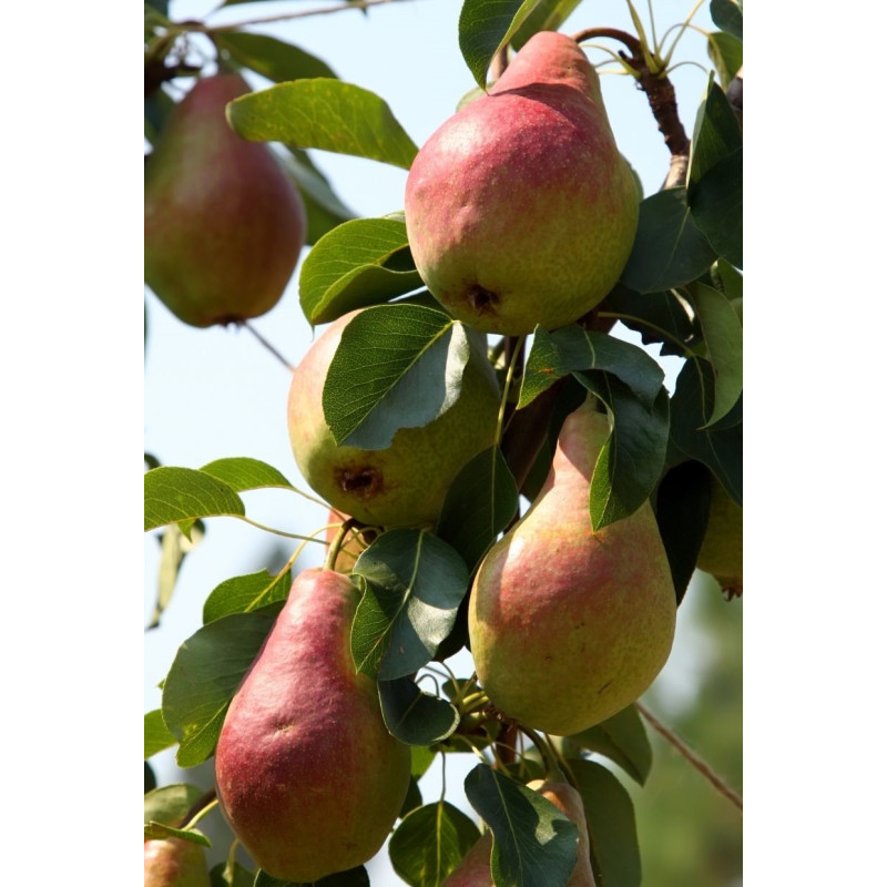 Pear Ayers Tree - Same Day Delivery