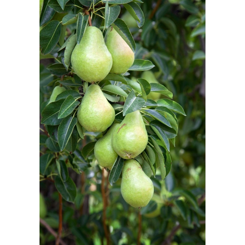 Pear Keiffer Tree - Same Day Delivery