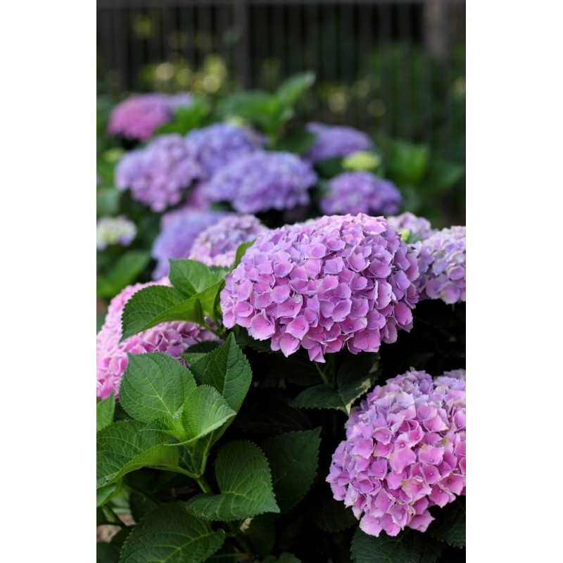 Hydrangea Penny Mac - Same Day Delivery