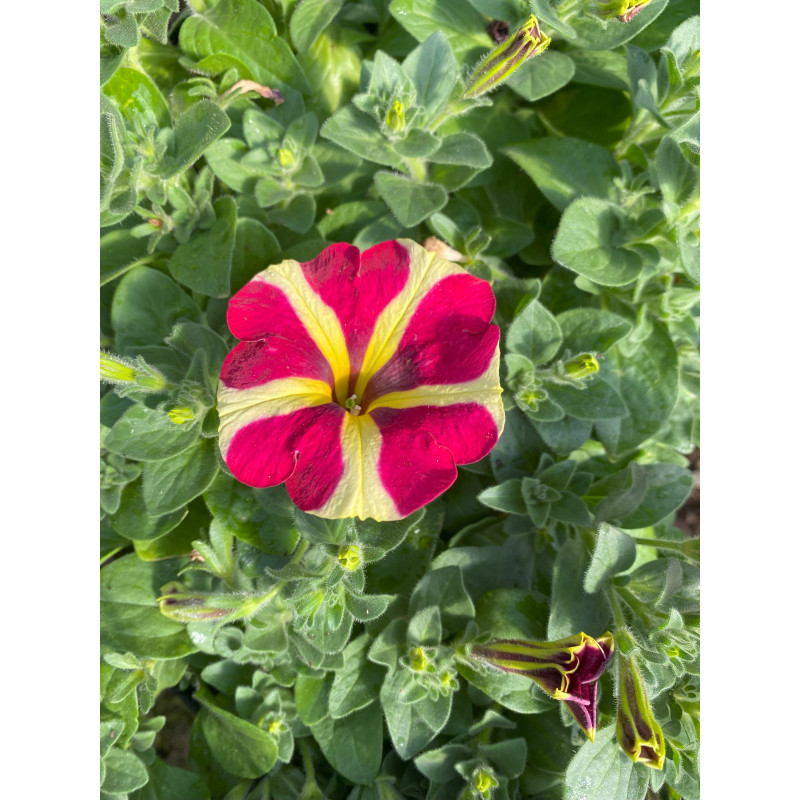 Petunia Amore Queen of Hearts  - Same Day Delivery