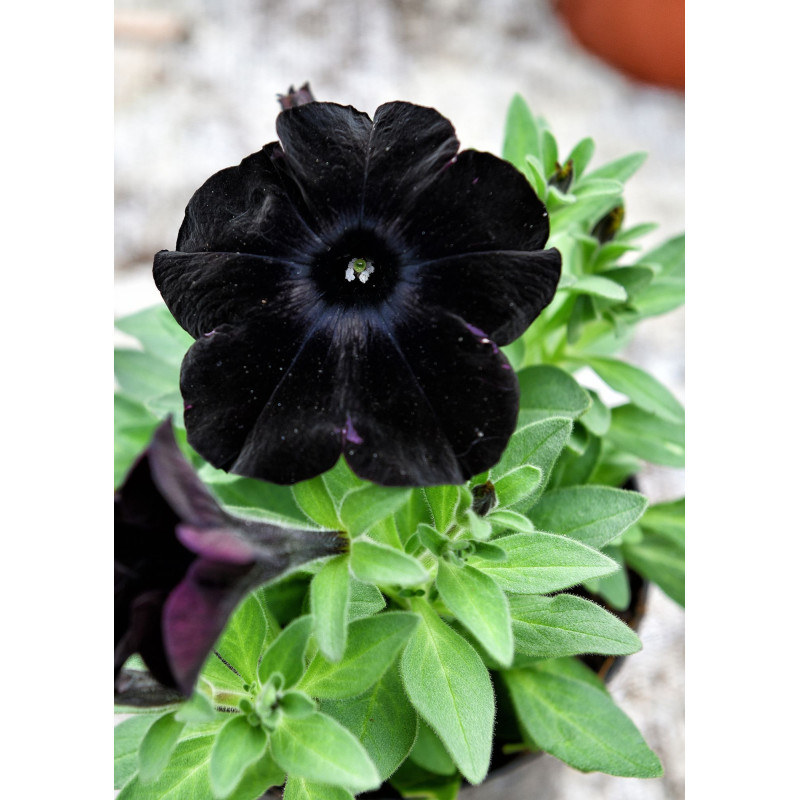 Petunia Ray Black  - Same Day Delivery