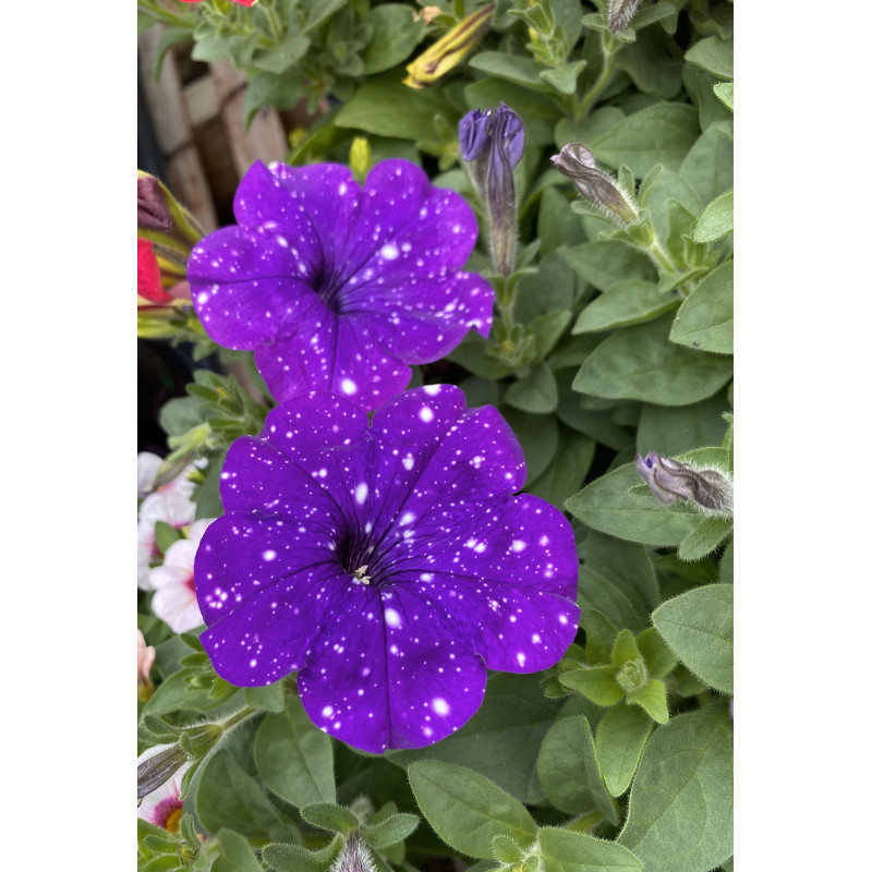 Petunia Splashdance Bolero Blue - Same Day Delivery