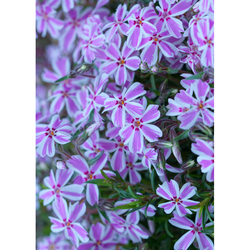 Phlox Candy Stripe  - Same Day Delivery