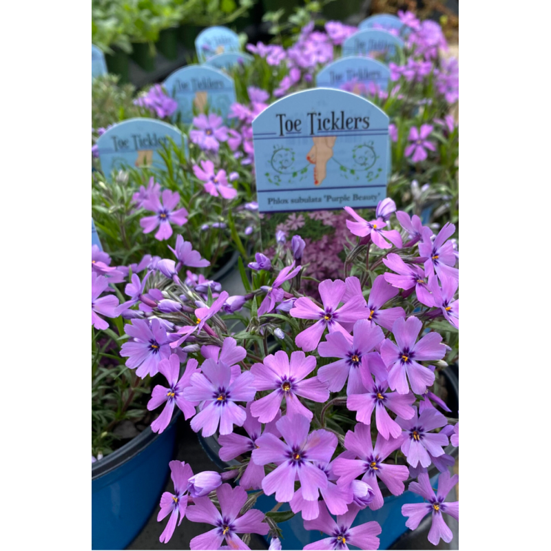 Phlox Purple Beauty  - Same Day Delivery