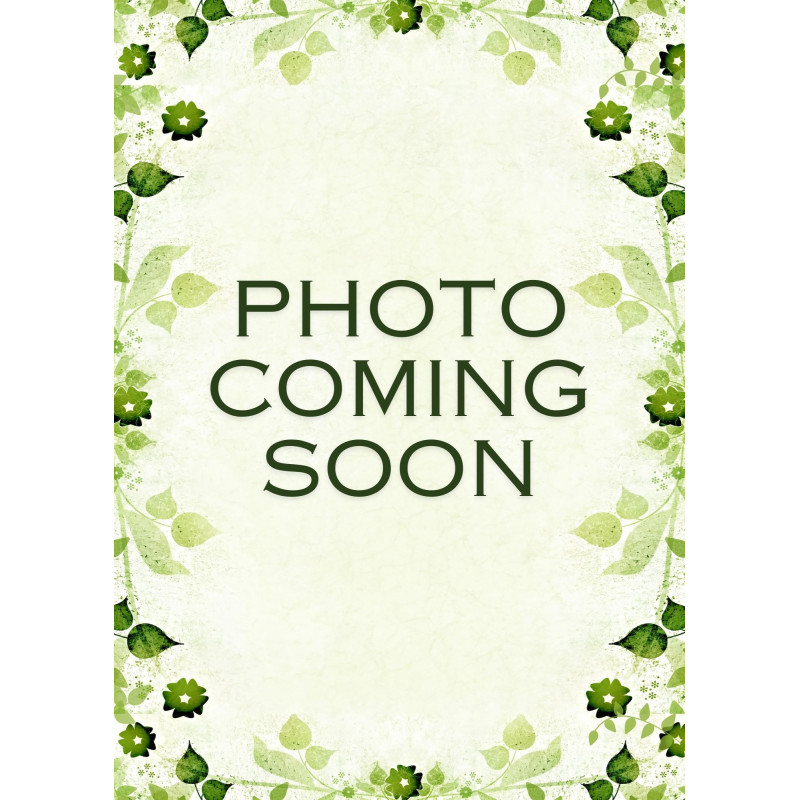 Oregano Italian Plant - Same Day Delivery