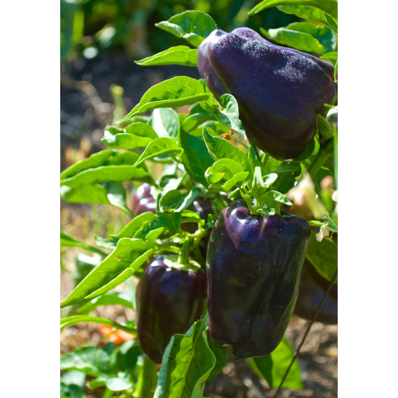 Purple Beauty Pepper - Same Day Delivery