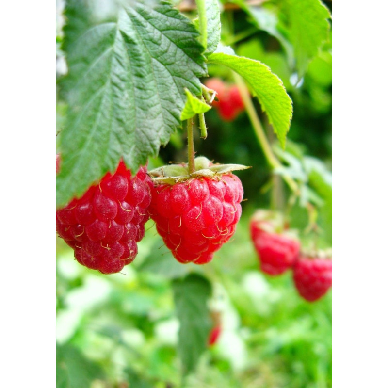 Raspberry Nova 1 Gal - Same Day Delivery