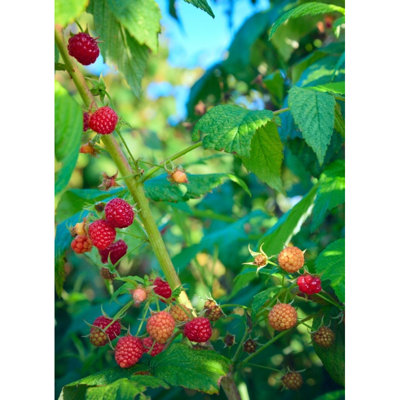 Raspberry Caroline - Same Day Delivery