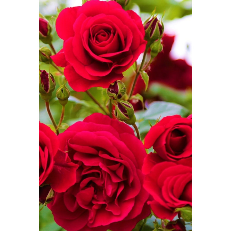 Knock Out Rose Double Red - Same Day Delivery