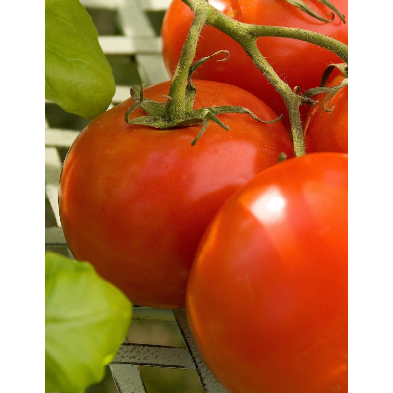 Rutgers Select Tomato Plant - Same Day Delivery