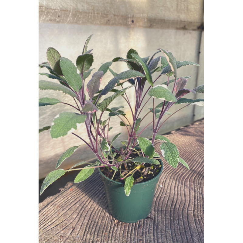 Sage Tricolor Plant - Same Day Delivery